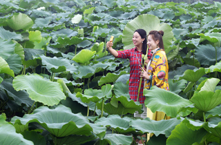 山西聞喜：數(shù)百畝荷塘引游人