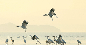 鄱陽(yáng)湖迎來(lái)大批候鳥(niǎo)越冬