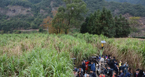 福建松溪：“百年蔗”開鐮