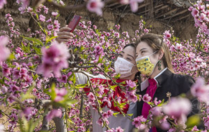 立春時(shí)節(jié)桃花爭(zhēng)奇斗艷