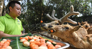 海口：動物享美食迎元宵節(jié)