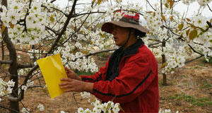 山西隰縣：果花香滿園 果農(nóng)忙不停