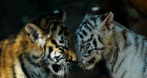 上海野生動物園的“萌”虎“小白”