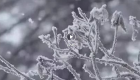 微視頻丨雪，溫暖了整個冬天