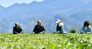 春茶開(kāi)采春意暖