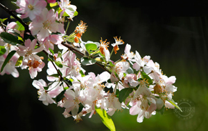 海棠花開(kāi)春意濃