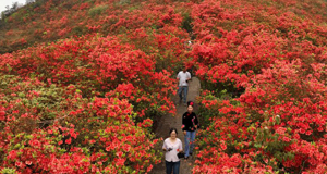 貴州丹寨龍泉山：杜鵑花海景致美