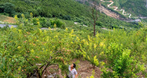 發(fā)展山間果林種植帶動(dòng)村民致富