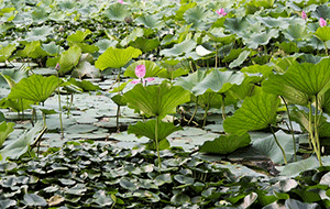 玉門河公園荷花滿塘醉游人 