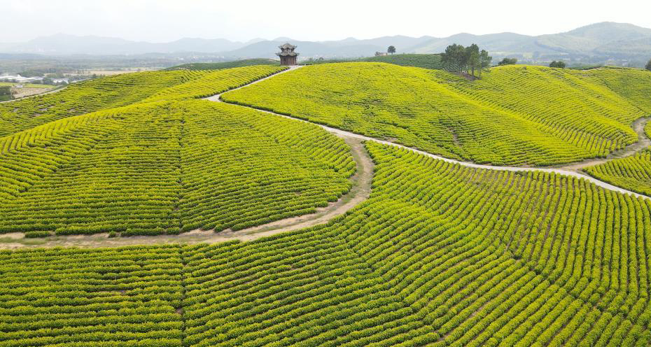 秋日茶園風(fēng)光美