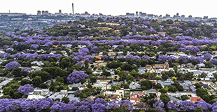 藍(lán)花楹盛開