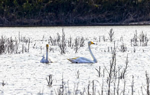 濕地公園迎來(lái)白天鵝 起舞覓食忙