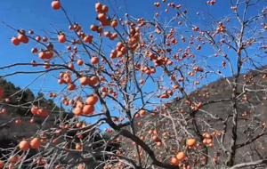 夏縣:樹柿千燈紅勝火 高懸如意照山家