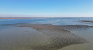 山東東營(yíng)：濕地公園現(xiàn)“鳥(niǎo)浪”景觀