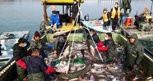 溱湖冬捕迎新年