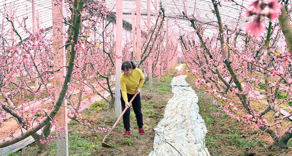 萬(wàn)榮：大棚油桃花開(kāi)早