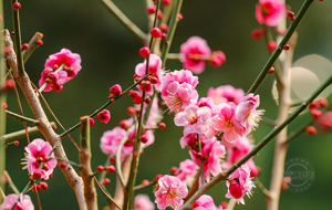 山西永濟(jì)：梅花含笑報春早