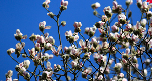 太原碑林公園玉蘭花開(kāi)