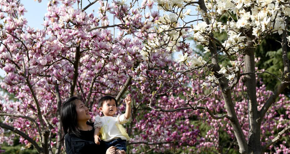 春光無限好 滿眼繁花燦