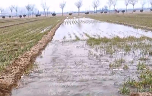 電力紅馬甲護航"中國飯碗"可靠用電