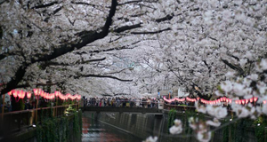 東京：櫻花盛放