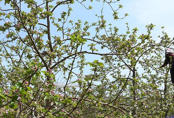 山西芮城：果樹疏花正當時