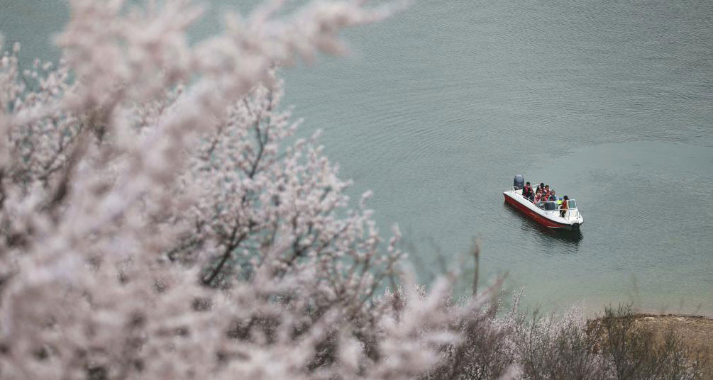 喜峰口長(zhǎng)城山花開