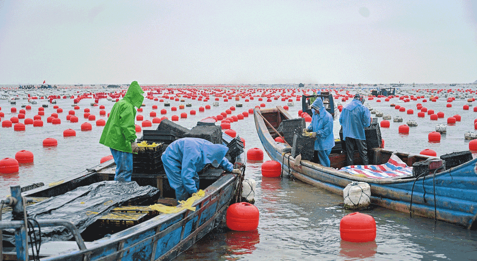 投放鮑魚苗