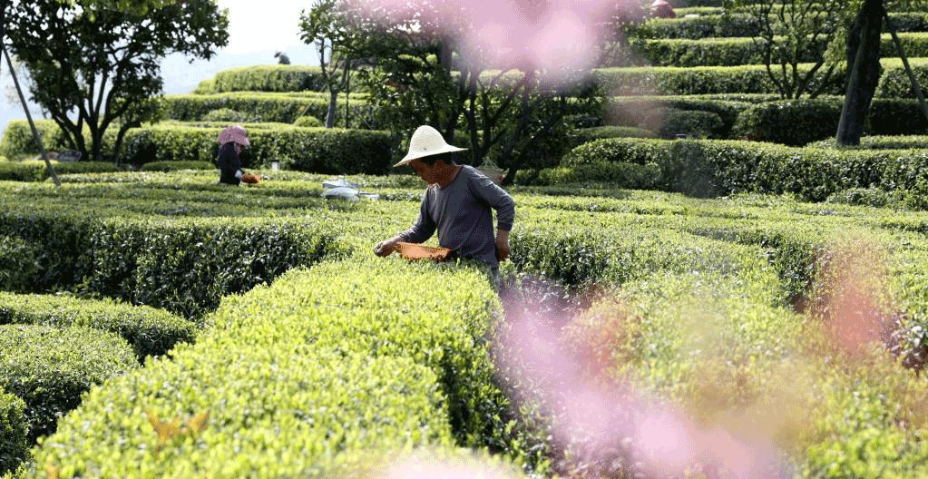 福建福鼎：白茶開采忙