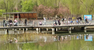 花開(kāi)滿園 清香四溢