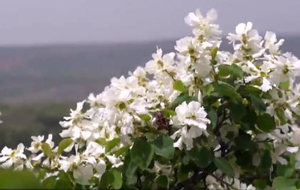 夏縣:山野遍開(kāi)白鵑梅 如雪似梅分外香