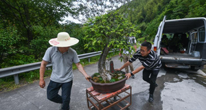 山鄉(xiāng)青創(chuàng)客開啟特色致富路