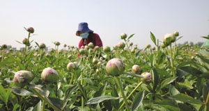 山東：大力發(fā)展芍藥鮮切花產業(yè)