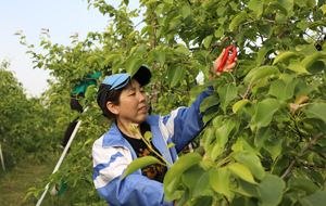 “深耕”梨產(chǎn)業(yè) 共享“金銀山”