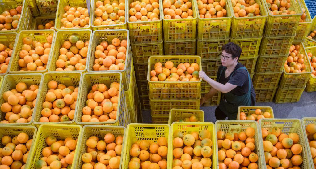 夏橙進(jìn)入銷售季