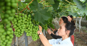 活力如東 打造青年就業(yè)創(chuàng)業(yè)樂土