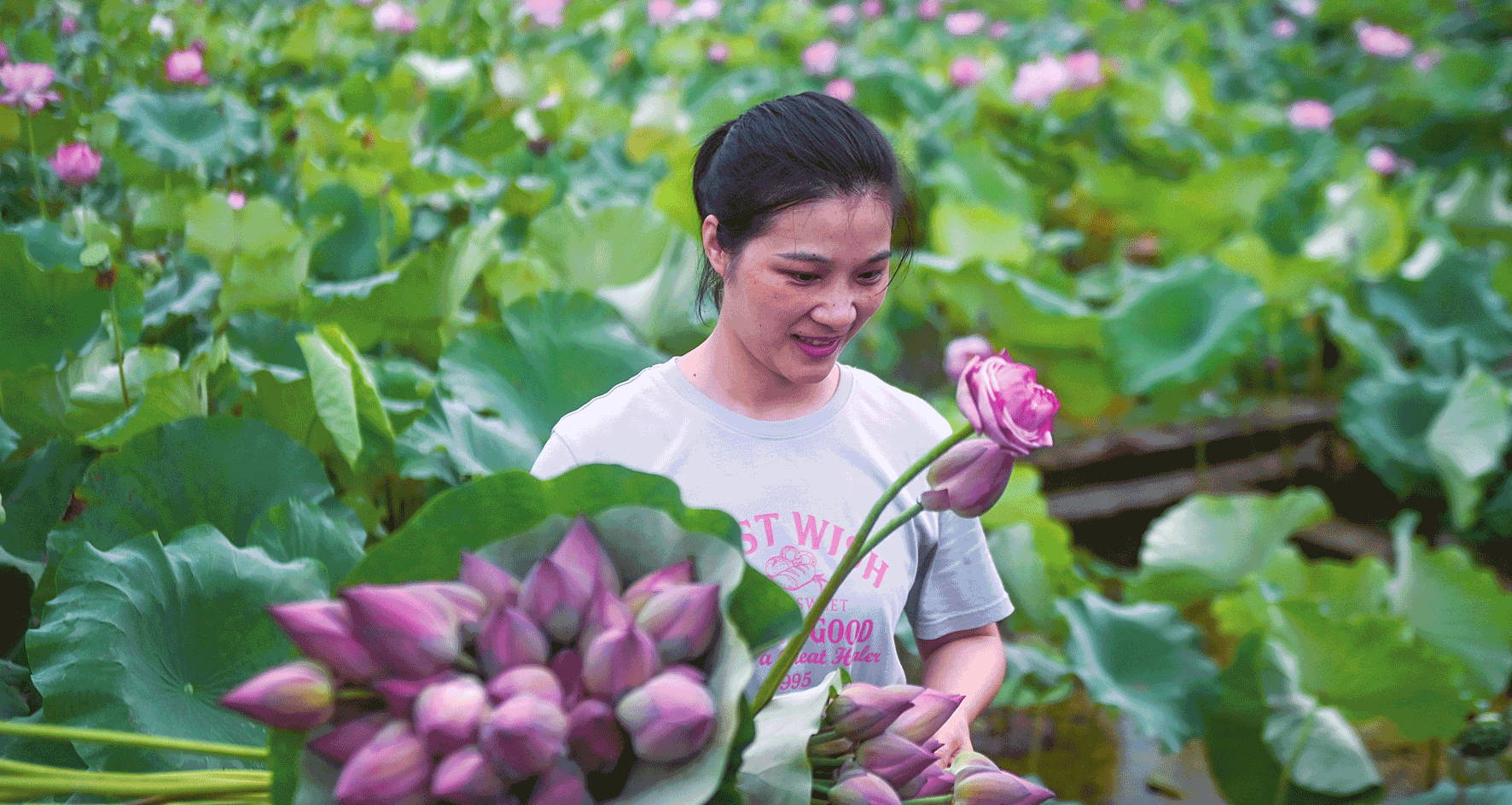 浙江數(shù)千畝荷花塘迎來(lái)盛花期