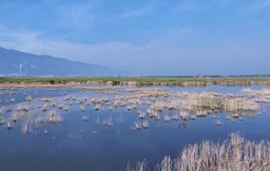 永濟：生態(tài)伍姓湖 夏日好風(fēng)光