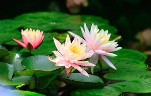 太原植物園睡蓮嬌艷綻放