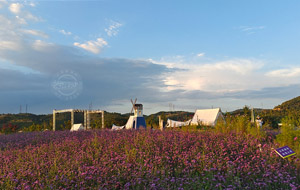 薰衣草莊園 紫色“花海”迎客來