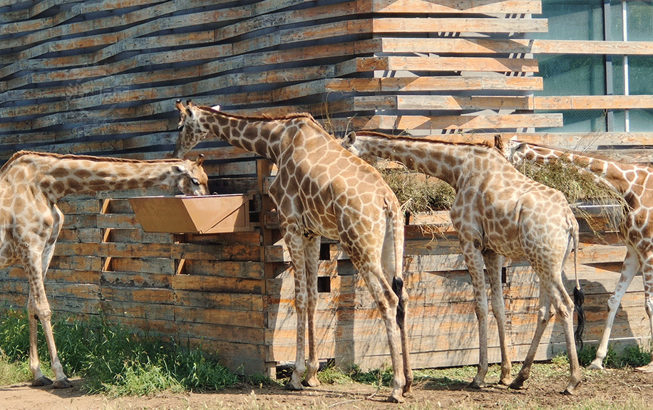 太原：暑期結(jié)束 動物園熱度不減 