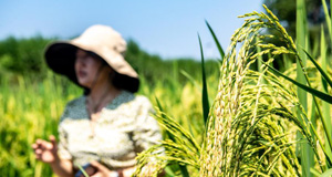 重慶大足：五彩稻田好“豐”景