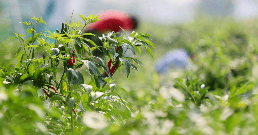 火紅辣椒開啟產(chǎn)業(yè)興旺富民路