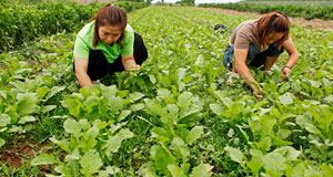 山西襄汾：特色種植助增收