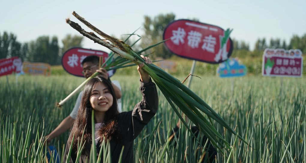 北京平谷：大蔥嘗鮮季開幕