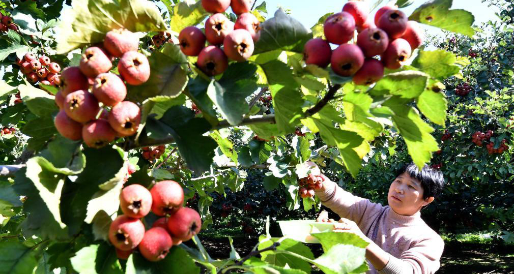 小山楂映紅豐收路