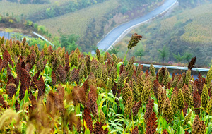 西棗公路秋景美如畫