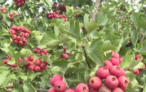 山楂紅似火 耀亮致富路