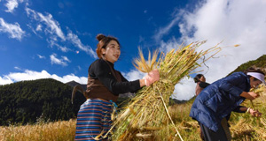 高原山村青稞喜豐收