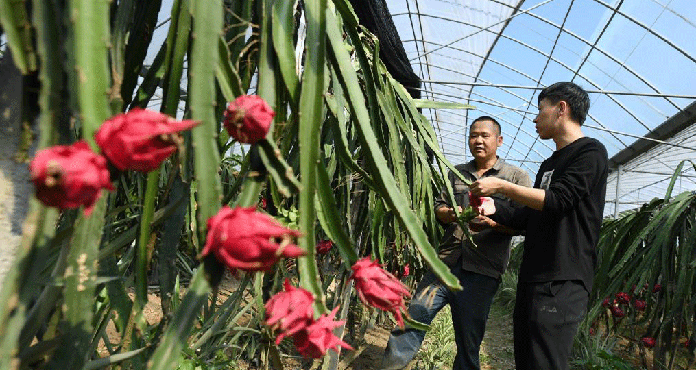 金秋豐收果滿園